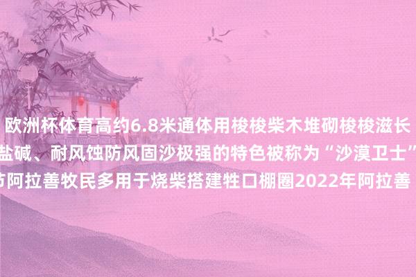 欧洲杯体育高约6.8米通体用梭梭柴木堆砌梭梭滋长在戈壁零碎因其耐干旱、耐盐碱、耐风蚀防风固沙极强的特色被称为“沙漠卫士”其枝干诬陷、根茎盘根错节阿拉善牧民多用于烧柴搭建牲口棚圈2022年阿拉善“梭梭柴建筑搭建本事”入选自治区级非物资文化遗产代表性名目起原：活力内蒙古 发布于：内蒙古自治区-kaiyun(欧洲杯)app-kaiyun欧洲杯app(中国)官方网站-登录入口